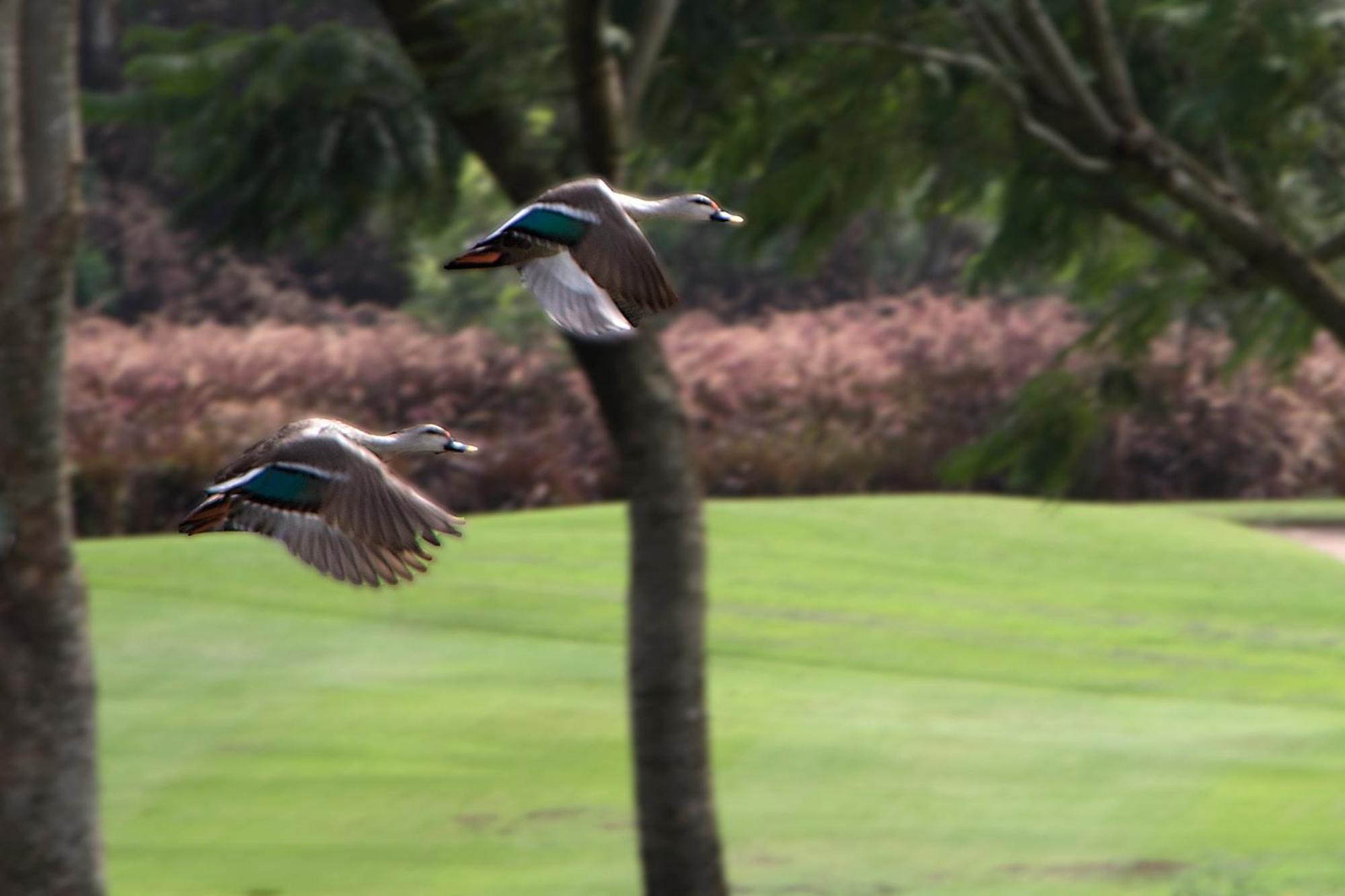 Oxford Golf Resort Pirangut Dış mekan fotoğraf
